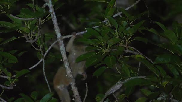 夜间野生动物带着伪装的慢车在茂密的热带森林中航行 生物多样性和野生动物保护 — 图库视频影像