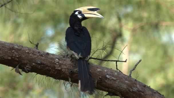Hornbill Posó Con Gracia Rama Hábitat Natural Mostrando Vida Silvestre — Vídeos de Stock