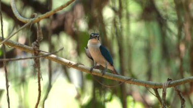 Renkli Kingfisher kuşu yumuşak odak ormanı arka planına karşı ince dallara tünemiş, doğal ortamında kuş vahşi yaşamını sergiliyordu. Doğa ve vahşi yaşam fotoğrafçılığı.