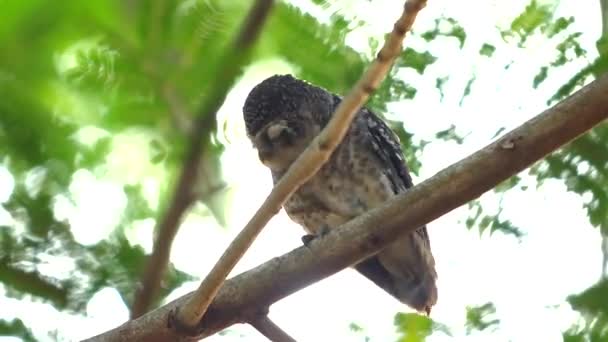 African Barred Owlet Perched Branch Its Natural Habitat Soft Focus — Stock Video