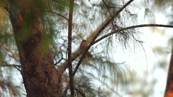 Sparrow Neergestreken Tak Midden Van Herfstgebladerte Met Natuurlijk Zonlicht Filteren Stockvideo