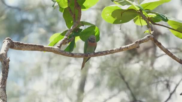 Παπαγάλος Σκαρφαλωμένος Κλαδί Φυσικό Ενδιαίτημα Που Περιβάλλεται Από Πράσινο Φύλλωμα — Αρχείο Βίντεο