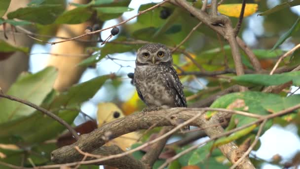 独居的猫头鹰栖息在自然栖息地的树枝上 森林中的野生动物 — 图库视频影像