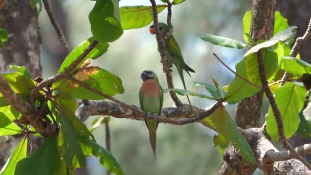 Tropische Vogel Ligt Sierlijk Een Weelderige Tak Tegen Een Dichte — Stockvideo