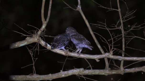 Ζευγάρι Νυχτερινών Πτηνών Που Αναπαύονται Γυμνό Κλαδί Δέντρου Νύχτα Προστασία — Αρχείο Βίντεο