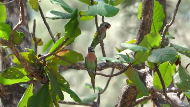 Kolorowe Dzikie Ptaki Siedzą Rustykalnej Gałęzi Wśród Bujnych Zielonych Liści — Wideo stockowe