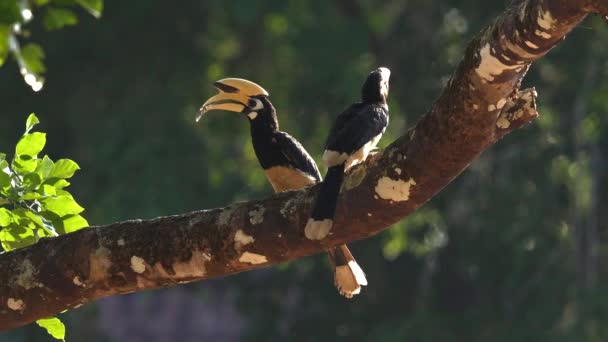 Par Hornbills Oriental Pied Empoleirados Graciosamente Galho Árvore Exuberante Habitat — Vídeo de Stock