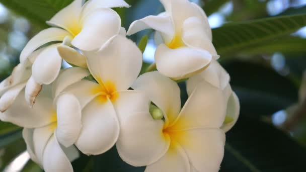 Tropické Plumeria Květiny Plném Květu Pozadí Bujné Zelené Listí Přírodní — Stock video
