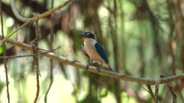 Yakalı Kingfisher, doğal habitatında zarif bir şekilde dalına tünemiş ve tropikal kuş vahşi hayatının güzelliğini gösteriyordu. Vahşi yaşam ve doğa koruma.