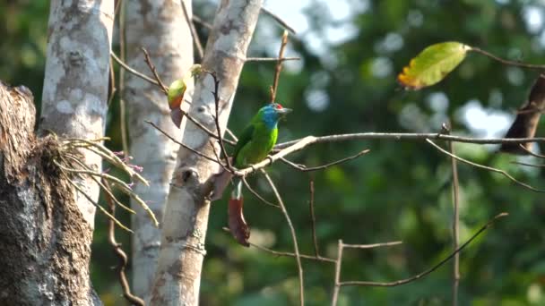 Levande Tropiska Fåglar Uppflugna Grenar Naturliga Livsmiljöer Skogarnas Biologiska Mångfald — Stockvideo
