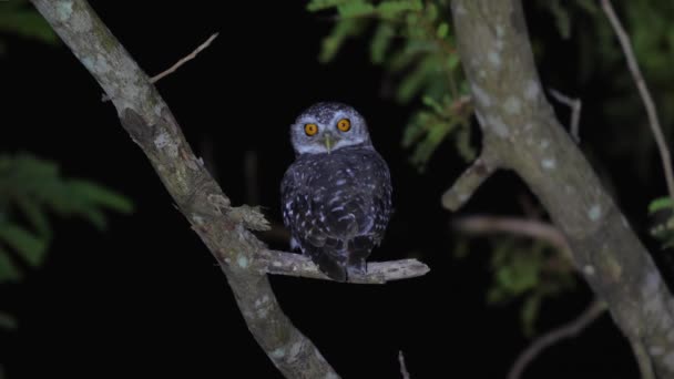 Hibou Nocturne Oiseau Proie Perché Sur Branche Sur Fond Sombre — Video