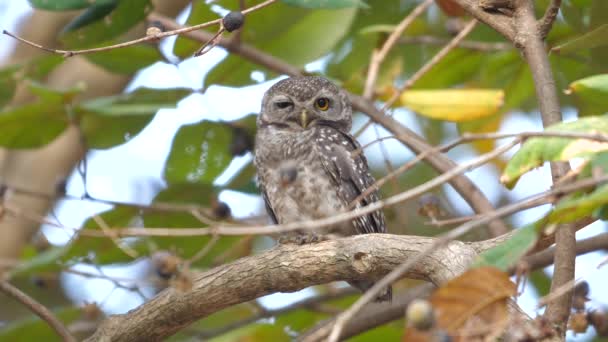 Alert Spotted Owlet Σκαρφαλωμένο Στο Κλαδί Μέσα Πυκνό Φύλλωμα Επιδεικνύοντας — Αρχείο Βίντεο