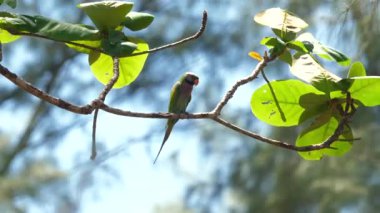 Renkli papağan, tropikal orman ortamındaki bereketli ağaç dalına tünemiş vahşi yaşam ortamını ve kuş izleme fırsatlarını gözler önüne seriyordu. Doğal yaban hayatı ve biyolojik çeşitlilik.