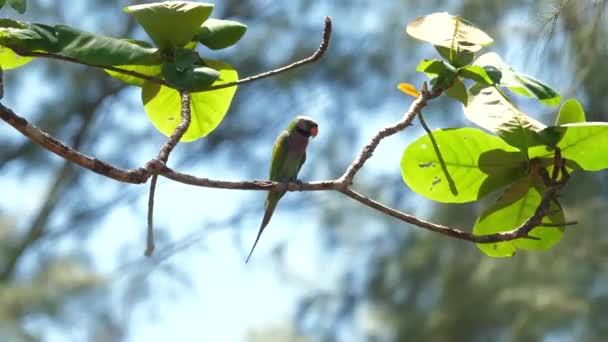 Färgglada Papegoja Uppflugen Graciöst Grönskande Trädgren Tropisk Skogsmiljö Visar Upp — Stockvideo