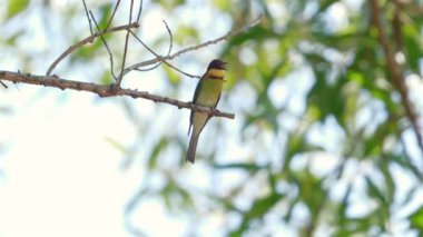 Doğal yeşil zemin üzerine tünemiş renkli arı yiyen kuş, doğal yaşam alanlarındaki kuş biyolojik çeşitliliği ve doğal yaşamın güzelliği. Kuş izleme ve doğa koruma.