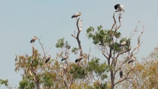 Азиатские Аисты Openbill Собираются Верхушках Деревьев Естественной Среде Обитания Миграция — стоковое видео