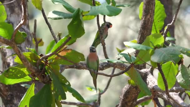 Färgglada Tropiska Fåglar Som Sitter Frodiga Gröna Grenar Sin Naturliga — Stockvideo