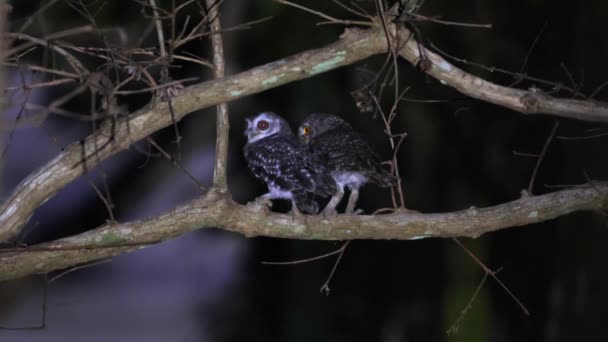 Pair Spotted Owls Perched Tree Branch Night Displaying Natural Wildlife — Stock Video
