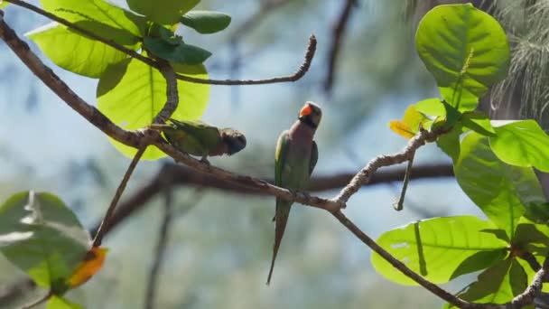 Żywe Tropikalne Papugi Siedzą Bujnej Zielonej Gałęzi Swoim Naturalnym Środowisku — Wideo stockowe