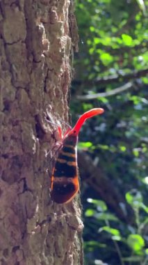 Lanternfly ormandaki ağaç kabuğuna tünemiş canlı renkler ve doğal ortamlarda detaylı desenler sergiliyor. Vahşi yaşam ve çevre koruma.