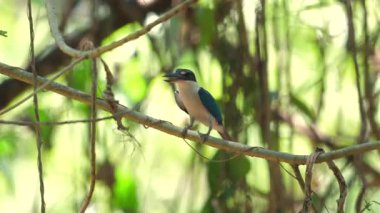 Tropikal Kingfisher, arka planda yemyeşil yeşillik ile doğal yaşam alanına tünemişti. Vahşi yaşam ve kuş gözlemciliği.