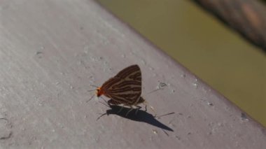 Tahta yüzeyde dinlenen güzel kelebeğin makro fotoğrafı. Kelebek kanatlarındaki hassas desenler açıkça görülebilir, karmaşık tasarım ve canlı renkler sergiliyor.