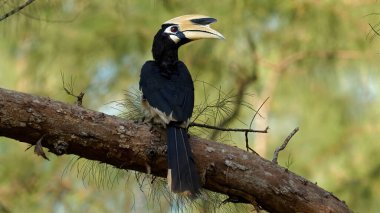 Doğulu Pied Hornbill, arka planda yemyeşil yapraklarla doğal yaşam alanındaki ağaç dalına tünemişti. Vahşi yaşam ve doğa koruma.