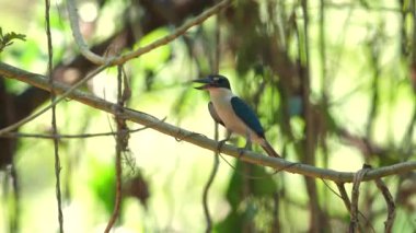 Yakalı Kingfisher, doğal yaşam alanındaki yeşil yaprakların arasına tünemişti. Vahşi yaşam ve kuş gözlemi.