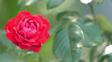 Çarpıcı kırmızı gül tam çiçeklenme canlı bahçe ortamında yakalanır. Detaylı yapraklar ve yemyeşil yapraklar güzel doğal kontrastlar sağlar.