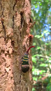 Lanternfly ağaç gövdesine tünemiş doğal orman zemininde canlı desenler sergiliyordu. Biyolojik çeşitliliğe ve böcek habitatlarına odaklanın.