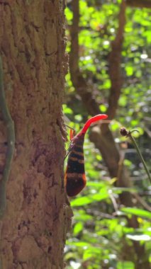 Doğal orman ortamında ağaç kabuklarında dinlenen lanternfly, doğal ortamlarında böcek yaşamının ve böcek yaşamının güzelliğini sergiliyor. Böcek koruma ve çevresel farkındalık.