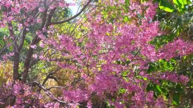 Güneşli bir günde canlı pembe kiraz çiçekleri, yemyeşil ve doğal güneş ışığı ile çevrelenmiş, bahar güzelliğinin ve doğanın yenilenmesinin mükemmel tasviri..