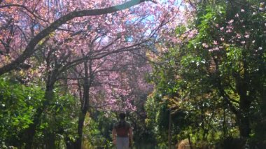 Kiraz çiçeklerinin açtığı, sükunetin ve doğa güzelliğinin özünü yakalayan kişi resim gibi ormanda yürürken huzurlu bir an. Doğa ve Huzur