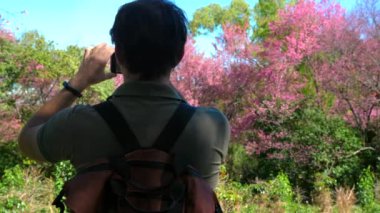 Yeşil tişörtlü, sırt çantalı bir adam güneşli bir günde yemyeşil parktaki pembe ağaçların fotoğraflarını çekiyor. Macera ve Doğa Keşfi