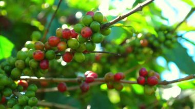 Tarım ve kafein temaları için, yeşil yapraklar arasında olgunlaşan kahve çileklerinin, doğal güzelliğin ve kahve çekirdeklerinin büyüme safhalarının olduğu yakın çekim görüntüsü. Tarım ve Kafein.