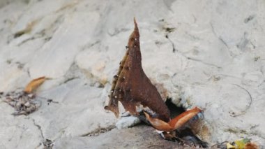 Kayalık yüzeydeki çatlaktan çıkan kuru yaprağa benzeyen eşsiz yakın çekim, dayanıklılık ve hayatta kalma özelliklerini sembolize ediyor. Doğa ve Dayanıklılık.