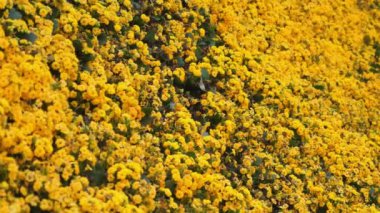 Parlak sarı çiçeklerden oluşan canlı bir tarlaya yakın çekim, resim gibi ve renkli doğal arkaplan oluşturur. Doğal Güzellik ve Çiçek Bolluğu.