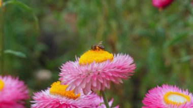 Canlı pembe çilek çiçeklerinden nektar toplayan bal arısının yakın çekimi doğanın güzelliğini ve tozlayıcıların önemini sembolize ediyor. Çevresel Koruma ve Biyolojik Çeşitlilik.