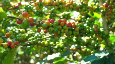 Güneş ışığı altındaki renkli kahve kirazlarının yakın plan görüntüsü, büyümenin aşamalarını yeşilden kırmızıya temsil ederek, kahve üretimini ve tarım uygulamalarını vurguluyor.