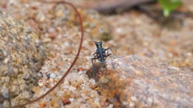 Küçük çakıl taşları ve kumlarla çevrili kayalık yüzeyde benekli desenleri olan parlak renkli böceklerin yakın çekimi..
