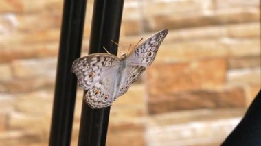 Kelebek, tuğla zemine dayanmış metal bir çubuğun üzerinde duruyor. Karmaşık kanat desenleri ve doğal güzellikler sergiliyor..