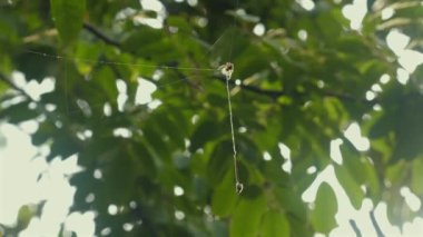 Örümcek, canlı yeşil yaprakların arasında asılı, güneş ışığı yaprakların arasından süzülüyor, bulanık arkaplan ile sakin doğal bir manzara..