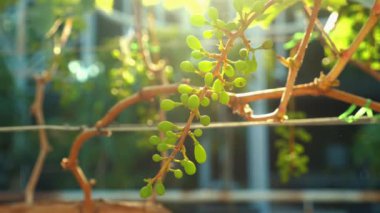 Sarmaşıkta yetişen taze yeşil üzümlerin yakın çekimi, sıcak güneş ışığıyla yıkanmış, taze ürünleri, organik tarımı ve doğal büyümeyi temsil ediyor. Sürdürülebilir Tarım ve Tarım.