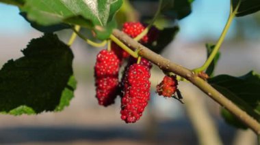 Bahçedeki dallardan sarkan olgun kırmızı dutlara yakın plan, arka plan açık mavi gökyüzü, doğa ve tarım.