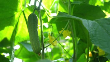 Sarmaşığa asılmış taze salatalıkların yakını yemyeşil bahçede güneş ışığıyla aydınlatılıyor. Tarım ve Organik Tarım.