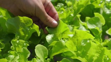 Çiftçilerin yakın plan fotoğrafları sebze bahçesinden taze, yeşil marul yaprakları topluyor organik tarım ve sürdürülebilir tarımın önemini gözler önüne seriyor..