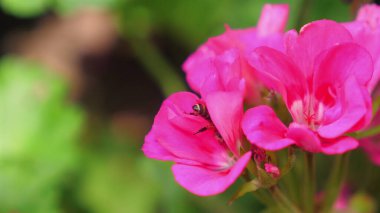 Canlı pembe çiçeklere yakın çekim, küçük arılar nektar topluyor, doğanın güzelliğini ve tozlayıcıların hayati rolünü sergiliyor. Biyolojik çeşitlilik ve Ekosistem.