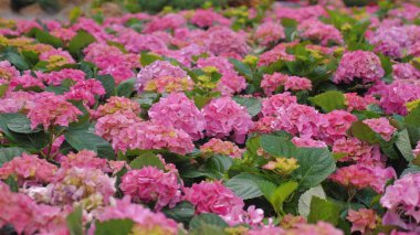 Çiçekli bahçede çiçek açan pembe ortancalar, doğanın güzelliğini ve canlı çiçekli ortamları gözler önüne seriyor. Bahçıvanlık ve Doğa.
