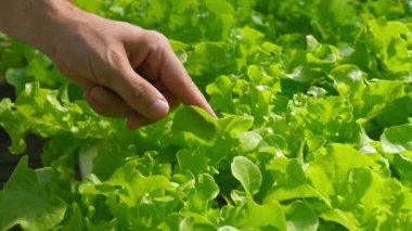 Çiftçi el canlı sebze bahçesinden taze yeşil marul, sürdürülebilir tarım ve organik tarım kontrol.