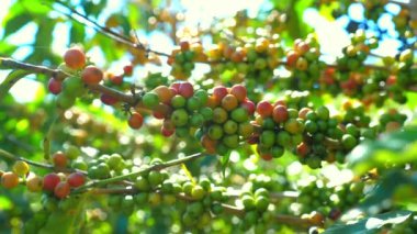 Bereketli tarlalarda güneş ışığı altında olgunlaşan canlı kahve kirazları, doğal kahve yetiştirme aşamaları, yeşil tarım ve hasat.